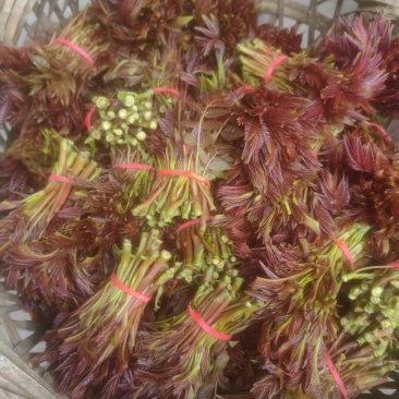 香椿芽