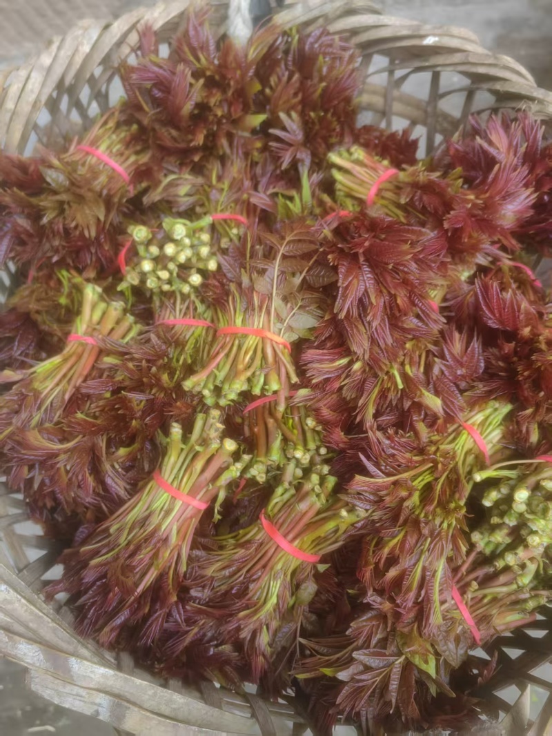 香椿芽