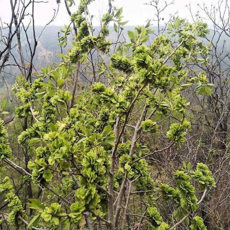 榆钱每天大量出售，当天采摘当天发，新鲜榆钱，新鲜上车