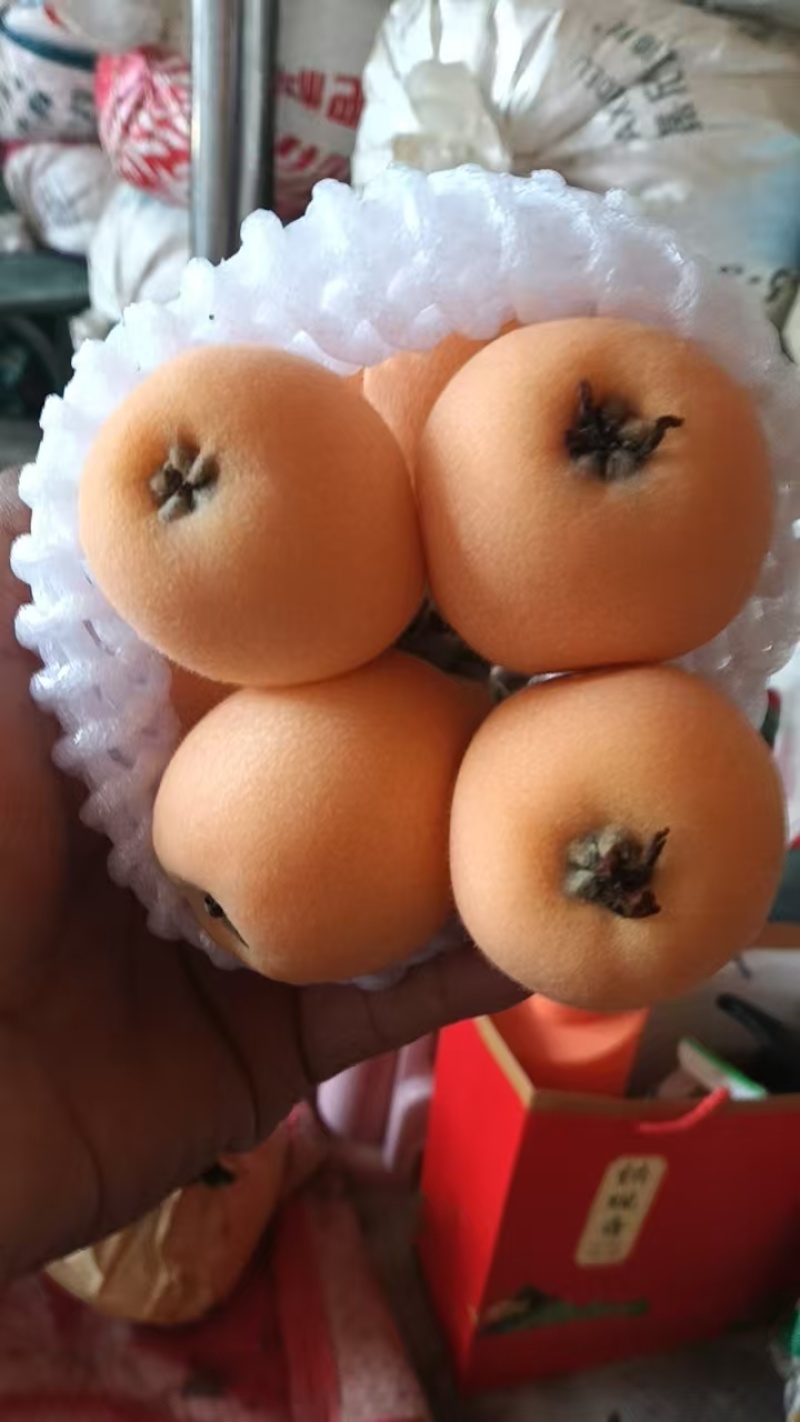 云南红河枇杷