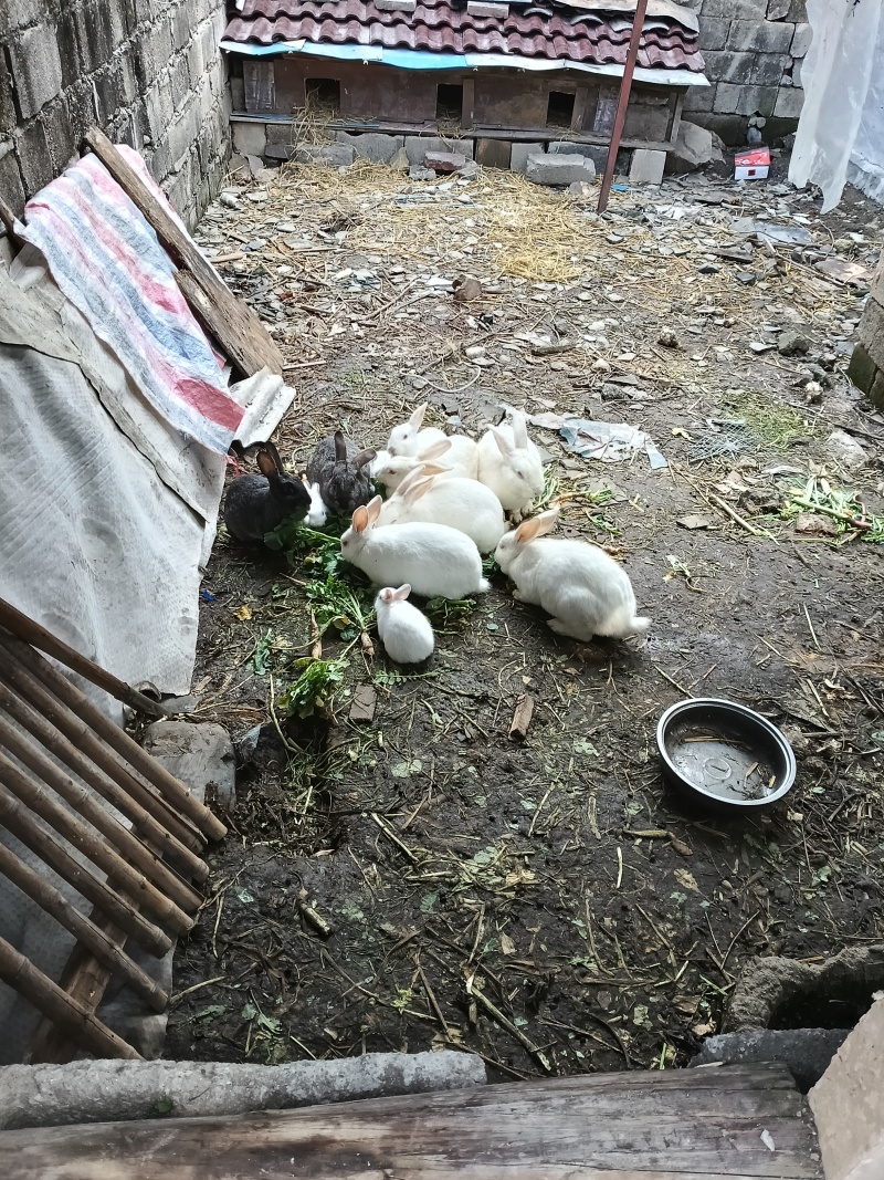 散养的