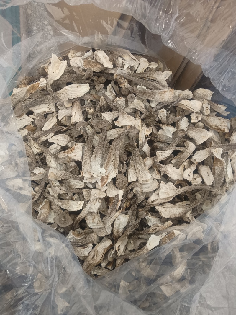 鹿茸菇