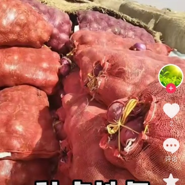 紫葱头