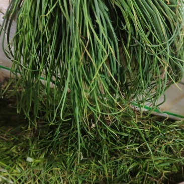 野葱