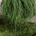野葱