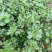 各种野菜。现挖现卖。