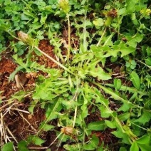 各种野菜。现挖现卖。