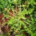 各种野菜。现挖现卖。