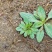 各种野菜。现挖现卖。
