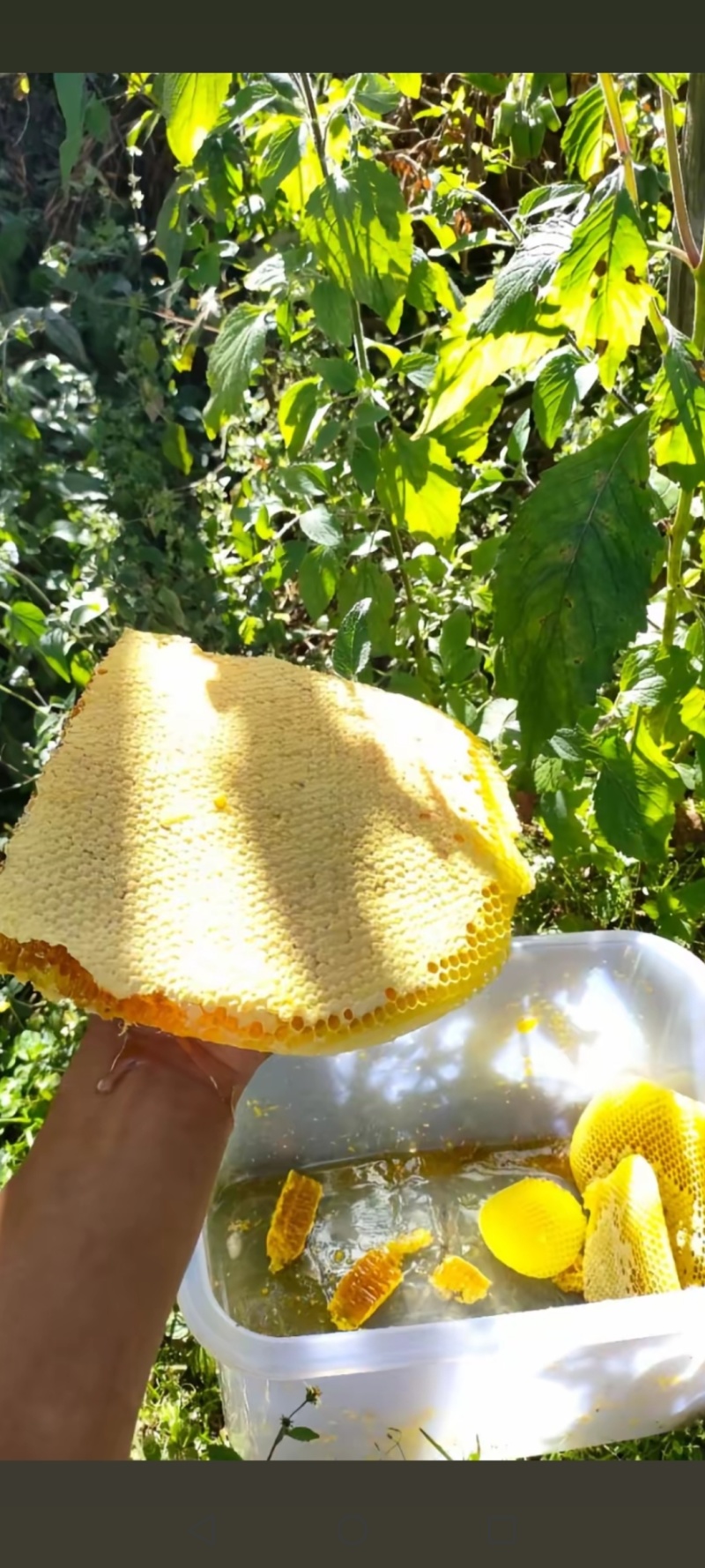 纯野生蜂蜜