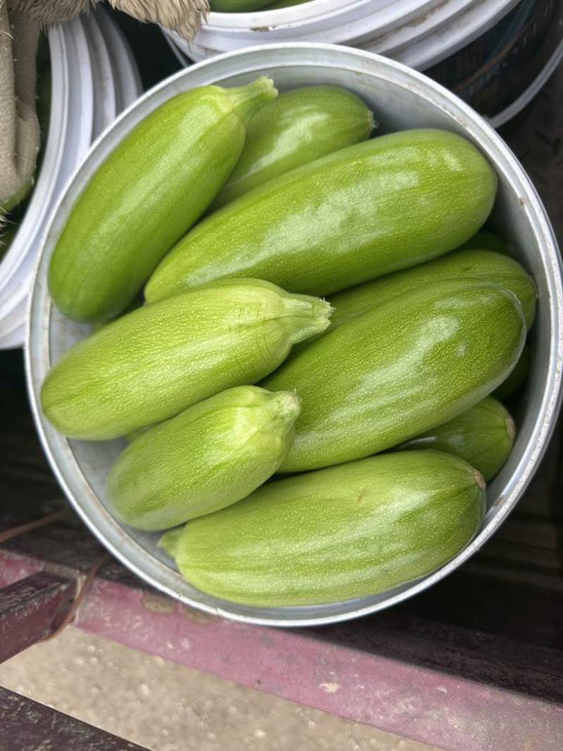 大量供应西葫芦食堂货通货精品