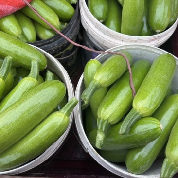 大量供应西葫芦食堂货通货精品