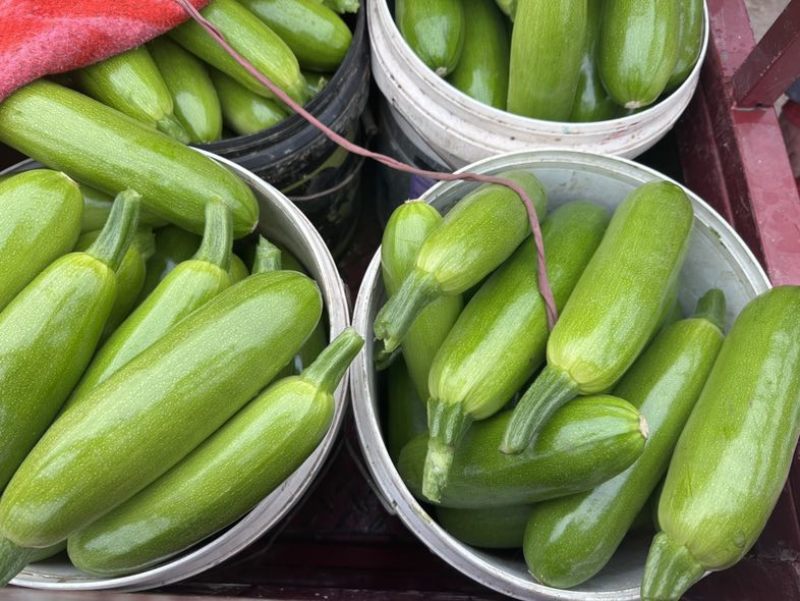 大量供应西葫芦食堂货通货精品