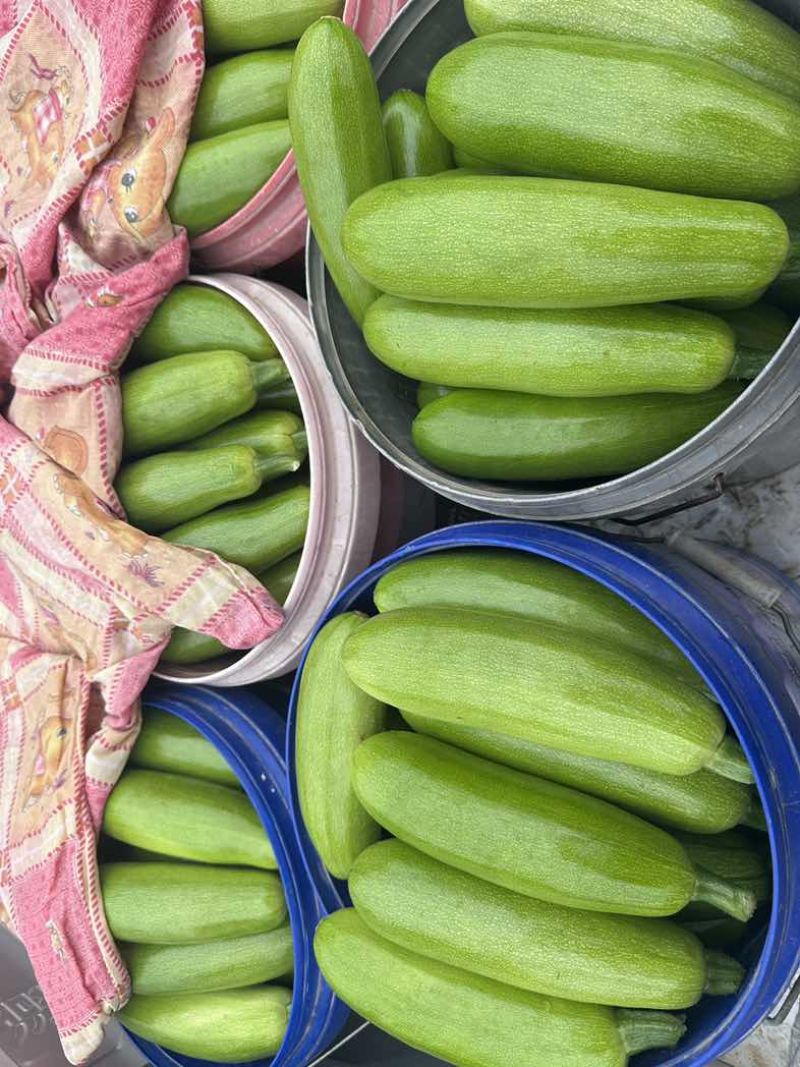 大量供应西葫芦食堂货通货精品