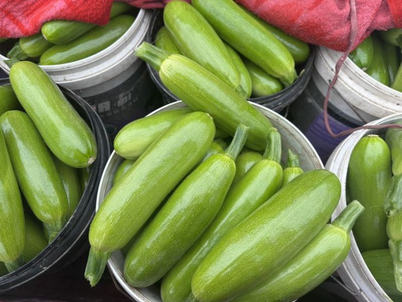 大量供应西葫芦食堂货通货精品