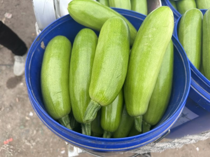 大量供应西葫芦食堂货通货精品