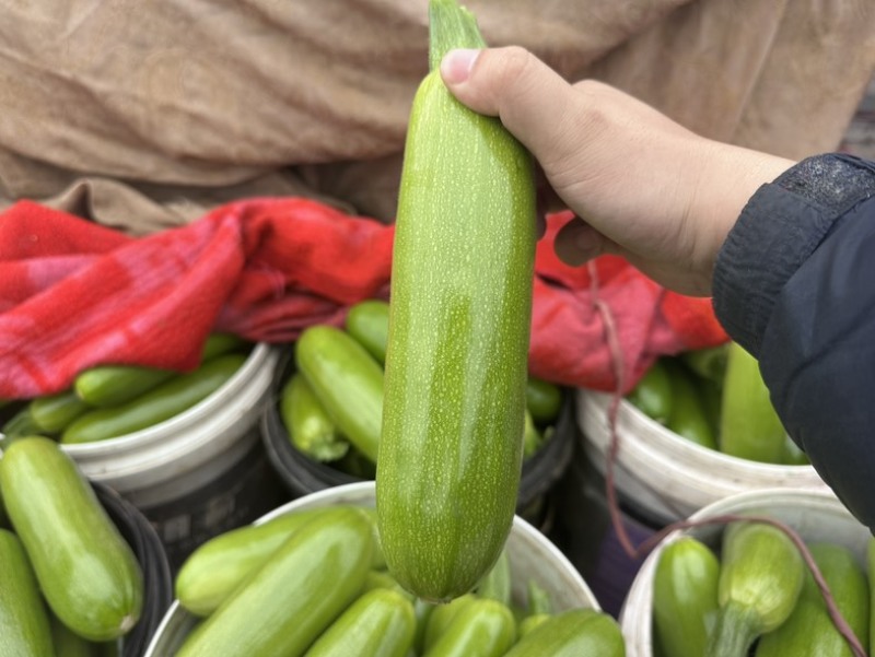 大量供应西葫芦食堂货通货精品