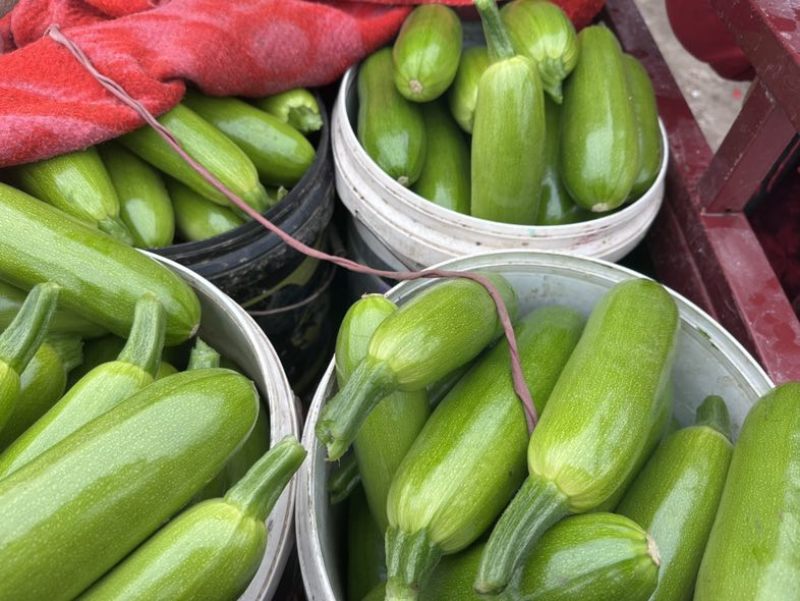 大量供应西葫芦食堂货通货精品