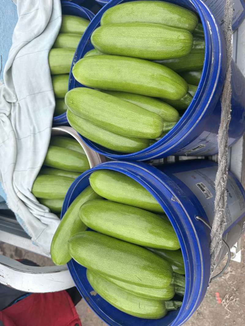 大量供应西葫芦食堂货通货精品