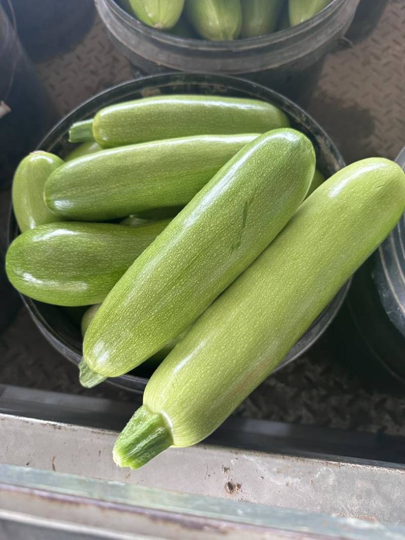 大量供应西葫芦食堂货通货精品