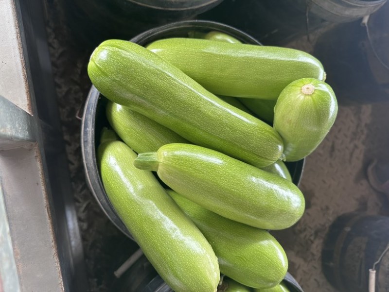 大量供应西葫芦食堂货通货精品