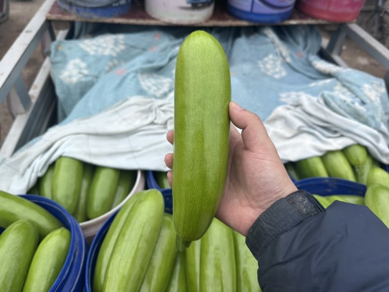 大量供应西葫芦食堂货通货精品