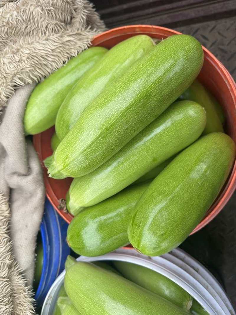 大量供应西葫芦食堂货通货精品