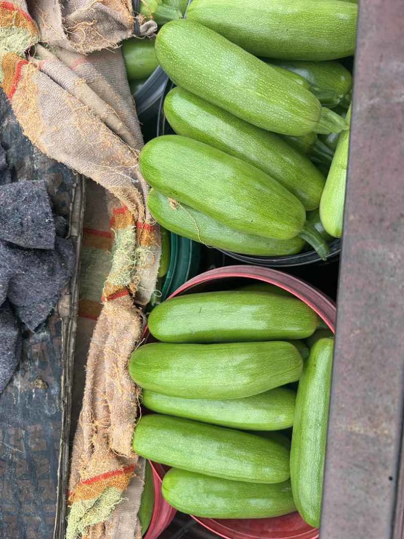 大量供应西葫芦食堂货通货精品