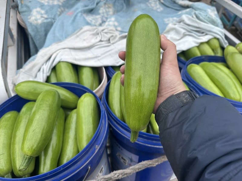 大量供应西葫芦食堂货通货精品