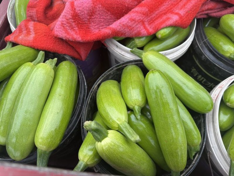 大量供应西葫芦食堂货通货精品