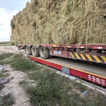 羊草