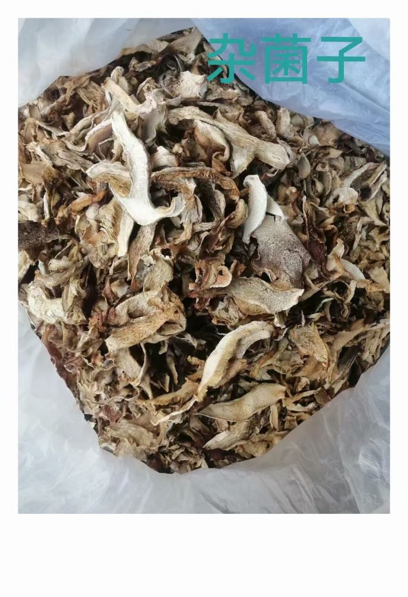 云南深山自采老人头干片