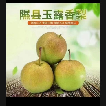 隰县玉露香梨