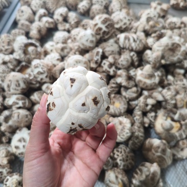 香菇