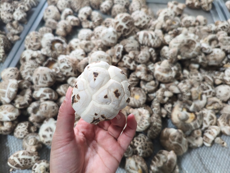 香菇