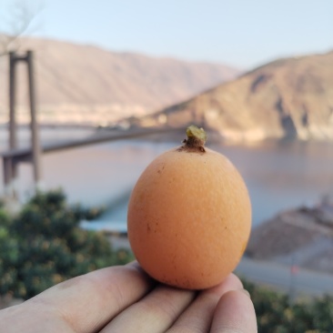 五星枇杷