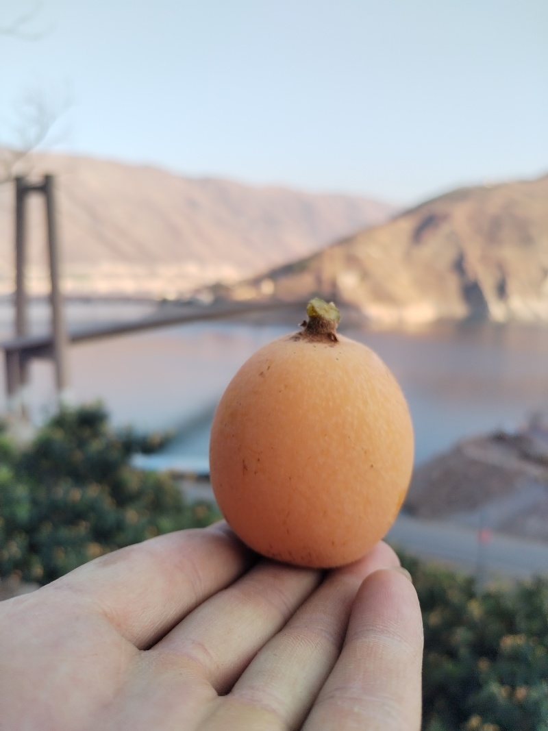五星枇杷