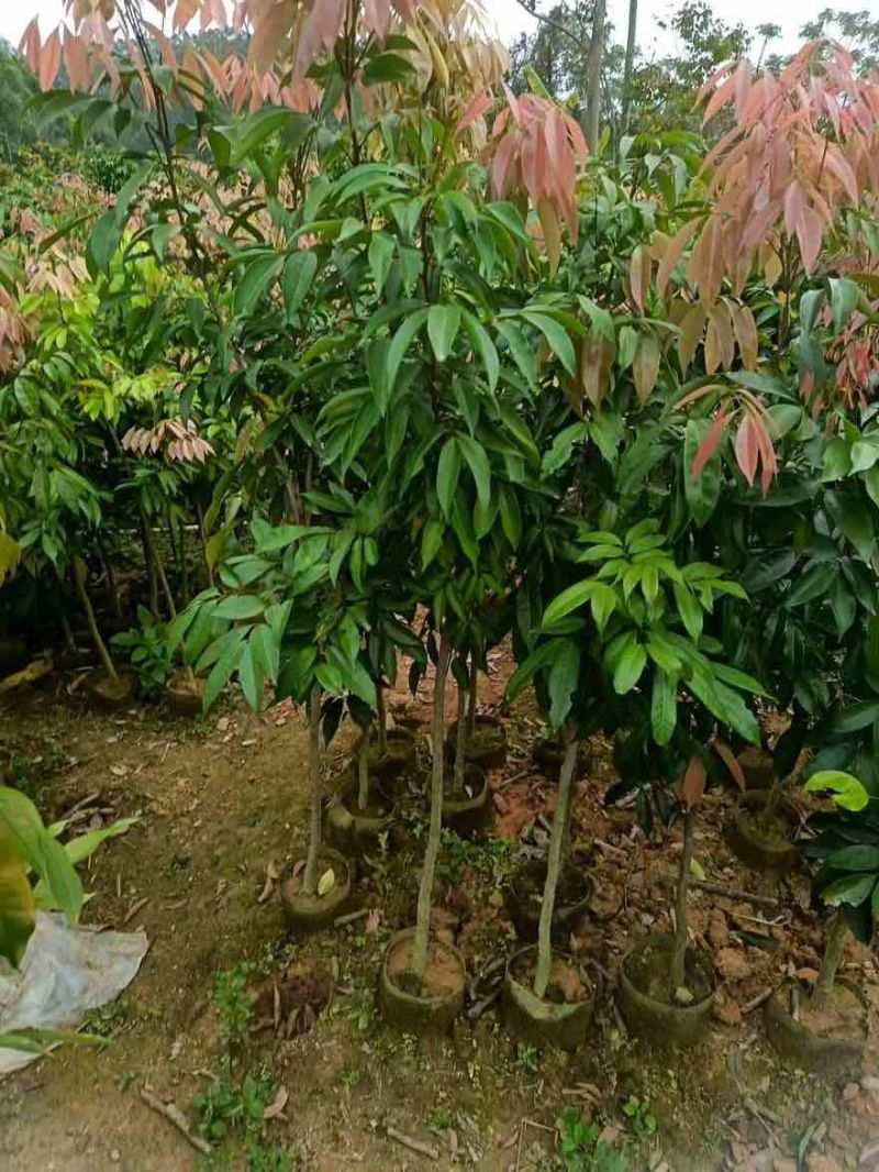 荔枝树1-8分，大量低价出售