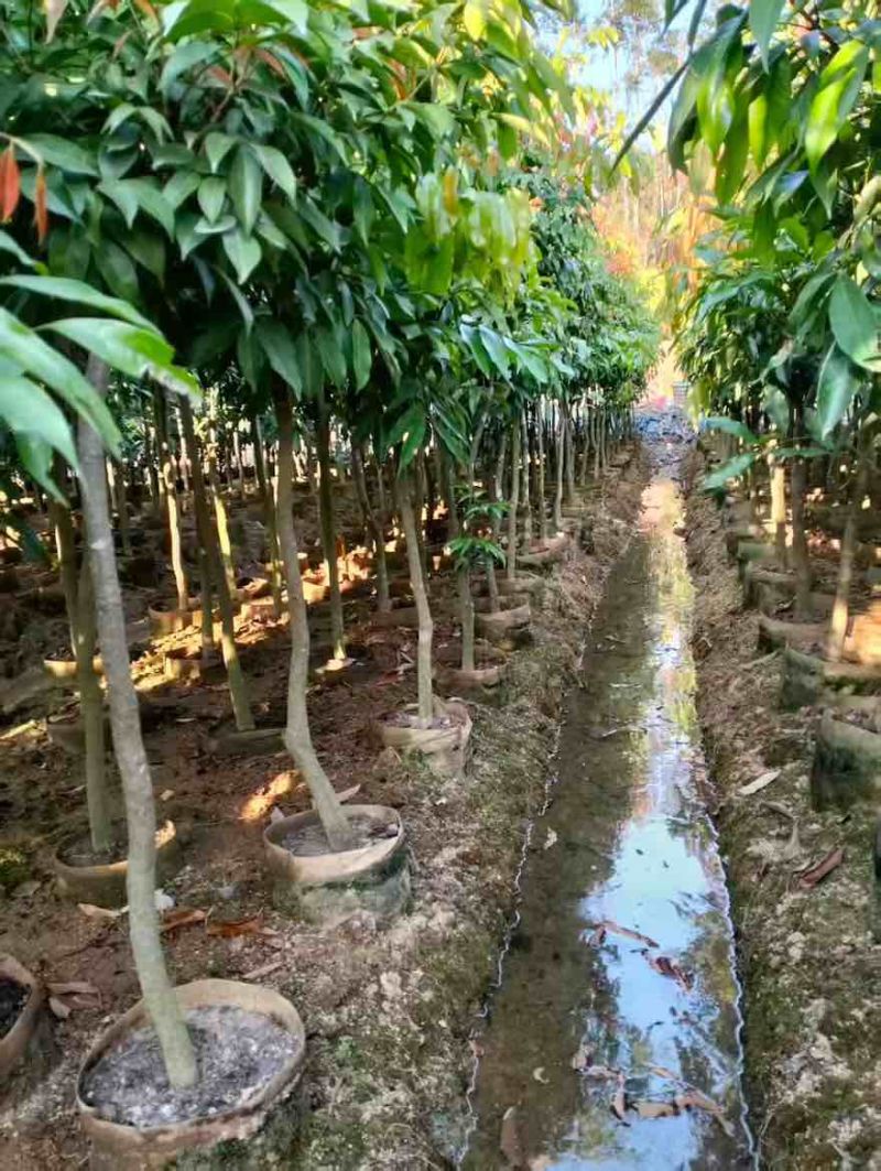 荔枝树1-8分，大量低价出售