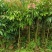 荔枝树1-8分，大量低价出售