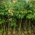 荔枝树1-8分，大量低价出售