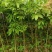 荔枝树1-8分，大量低价出售
