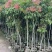 荔枝树1-8分，大量低价出售