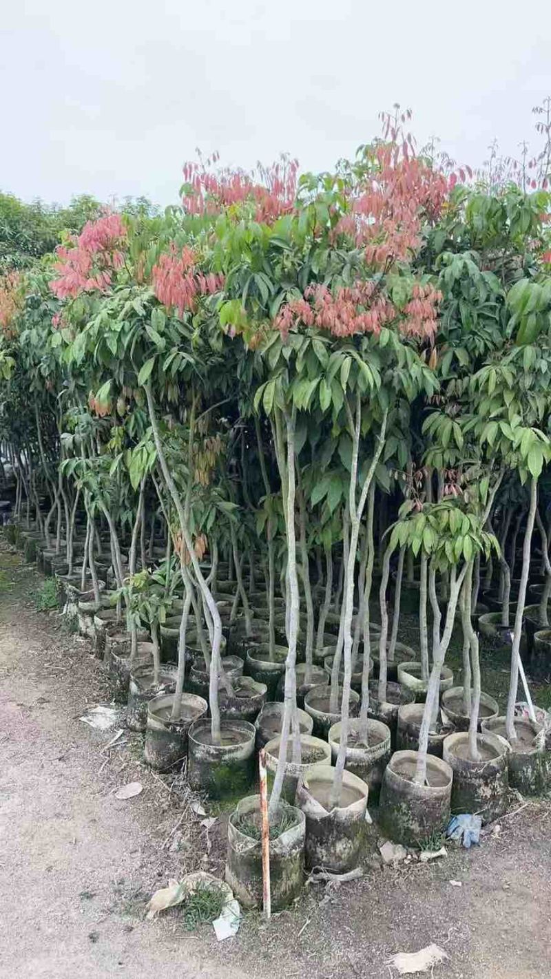 荔枝树1-8分，大量低价出售