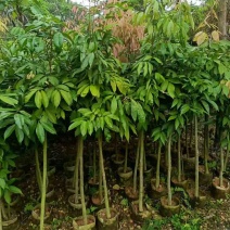 荔枝树1-8分，大量低价出售