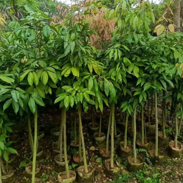荔枝树1-8分，大量低价出售
