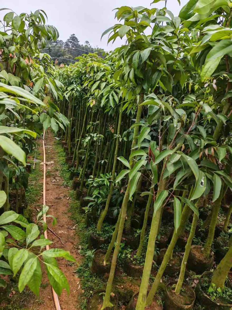 荔枝果苗1-15分，大量低价出售