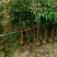 荔枝果苗1-15分，大量低价出售