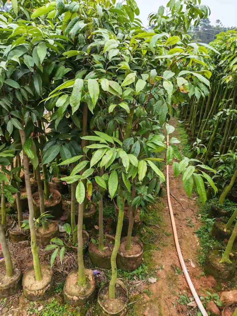 荔枝果苗1-15分，大量低价出售
