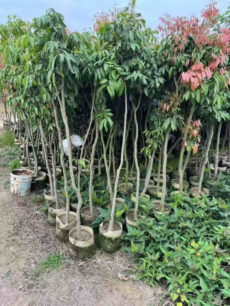 荔枝果苗1-15分，大量低价出售